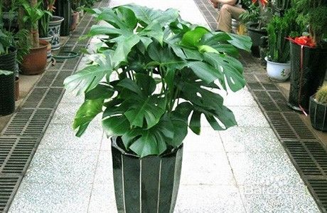 除甲醛植物
